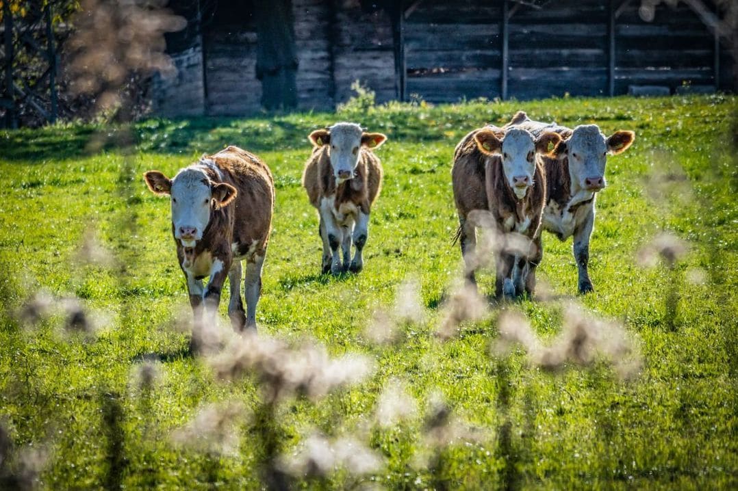 Northshire Livestock