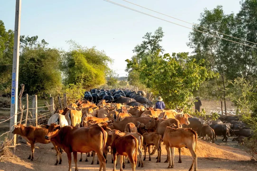 Northshire Livestock 1