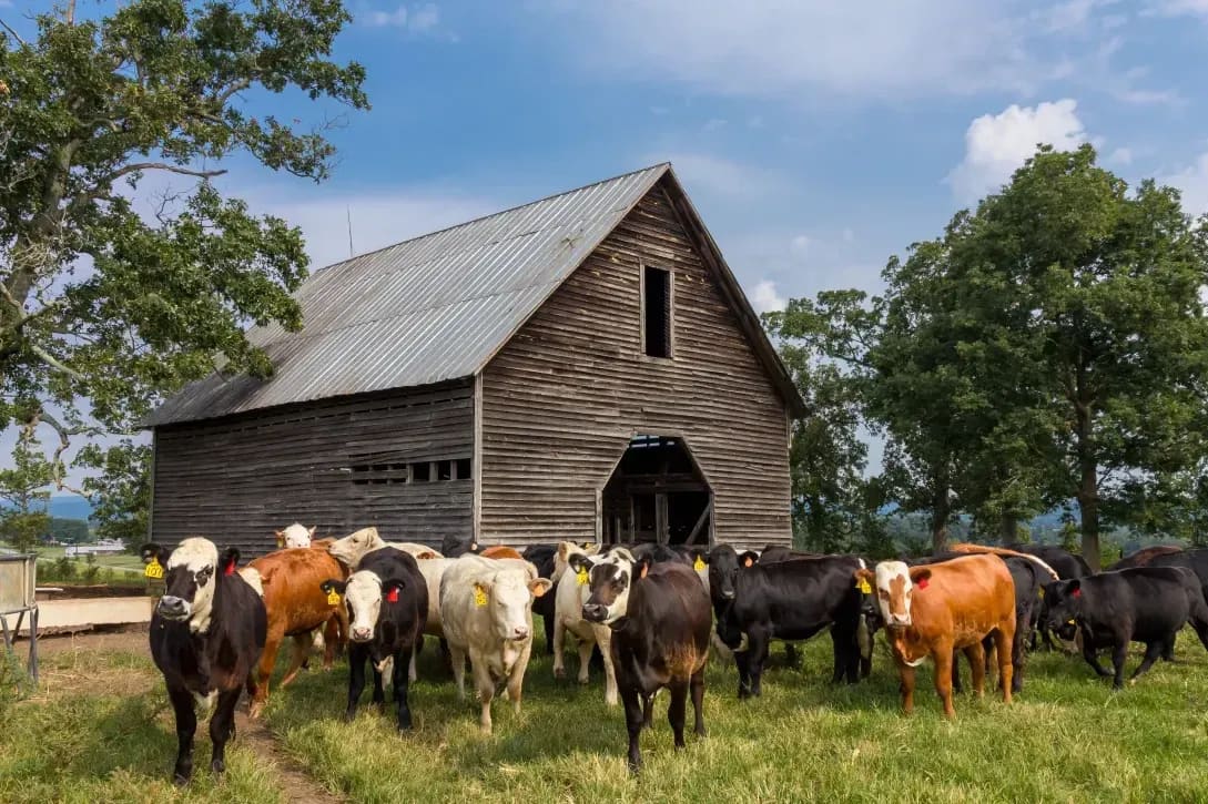 Northshire Livestock 10