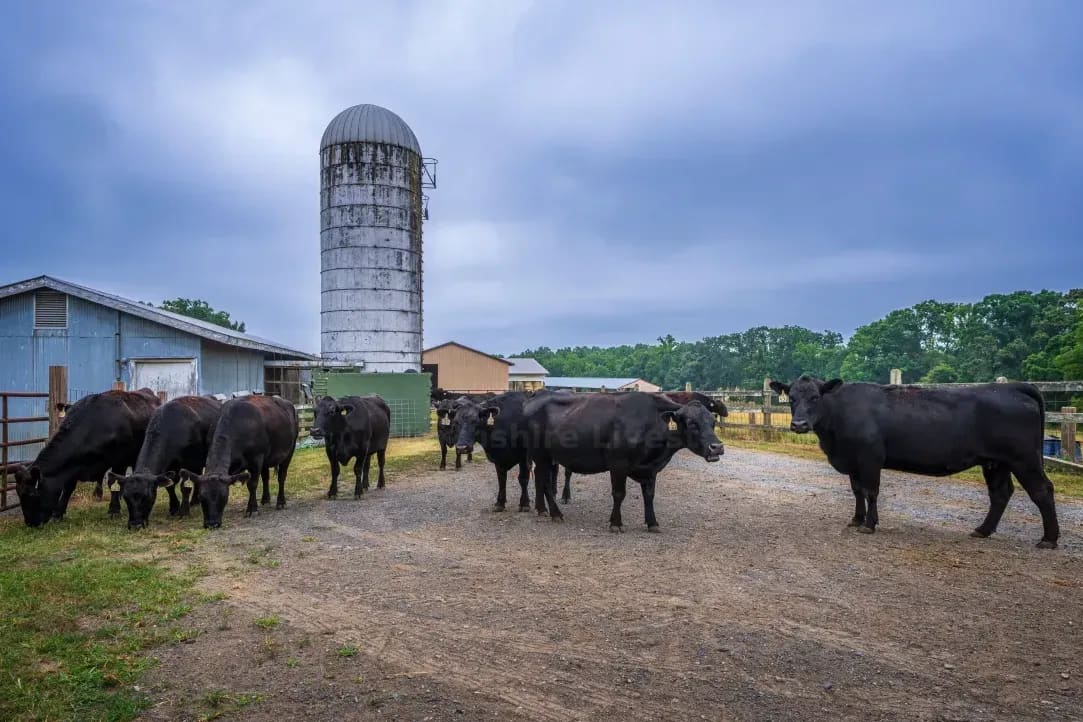Northshire Livestock 12