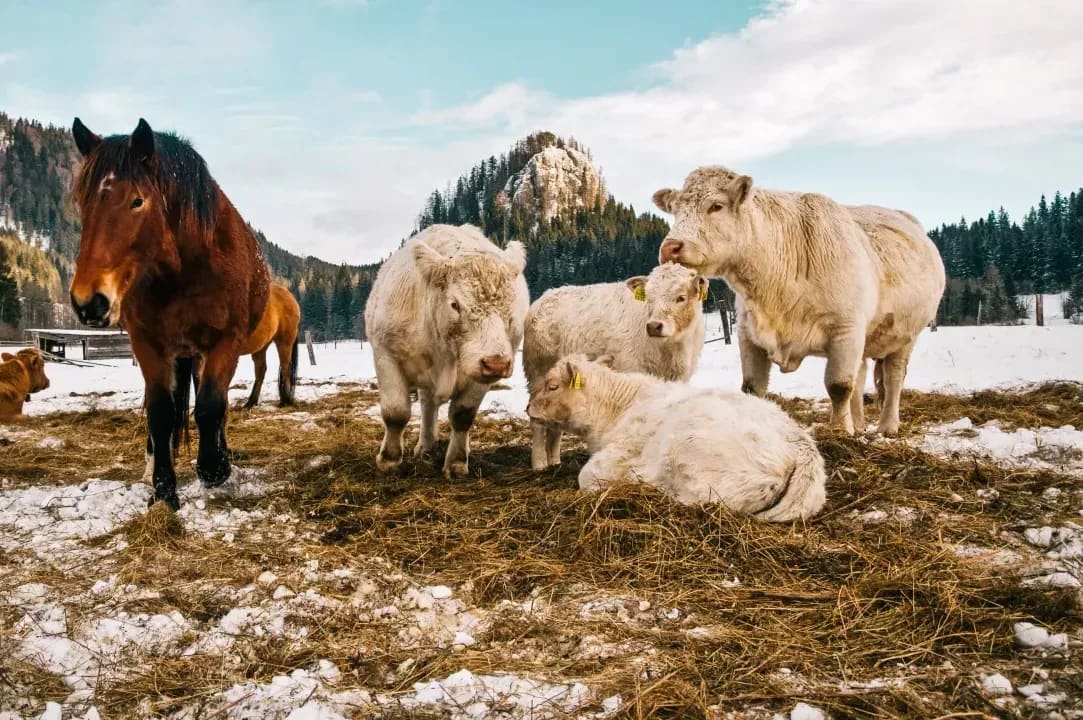 Northshire Livestock 15