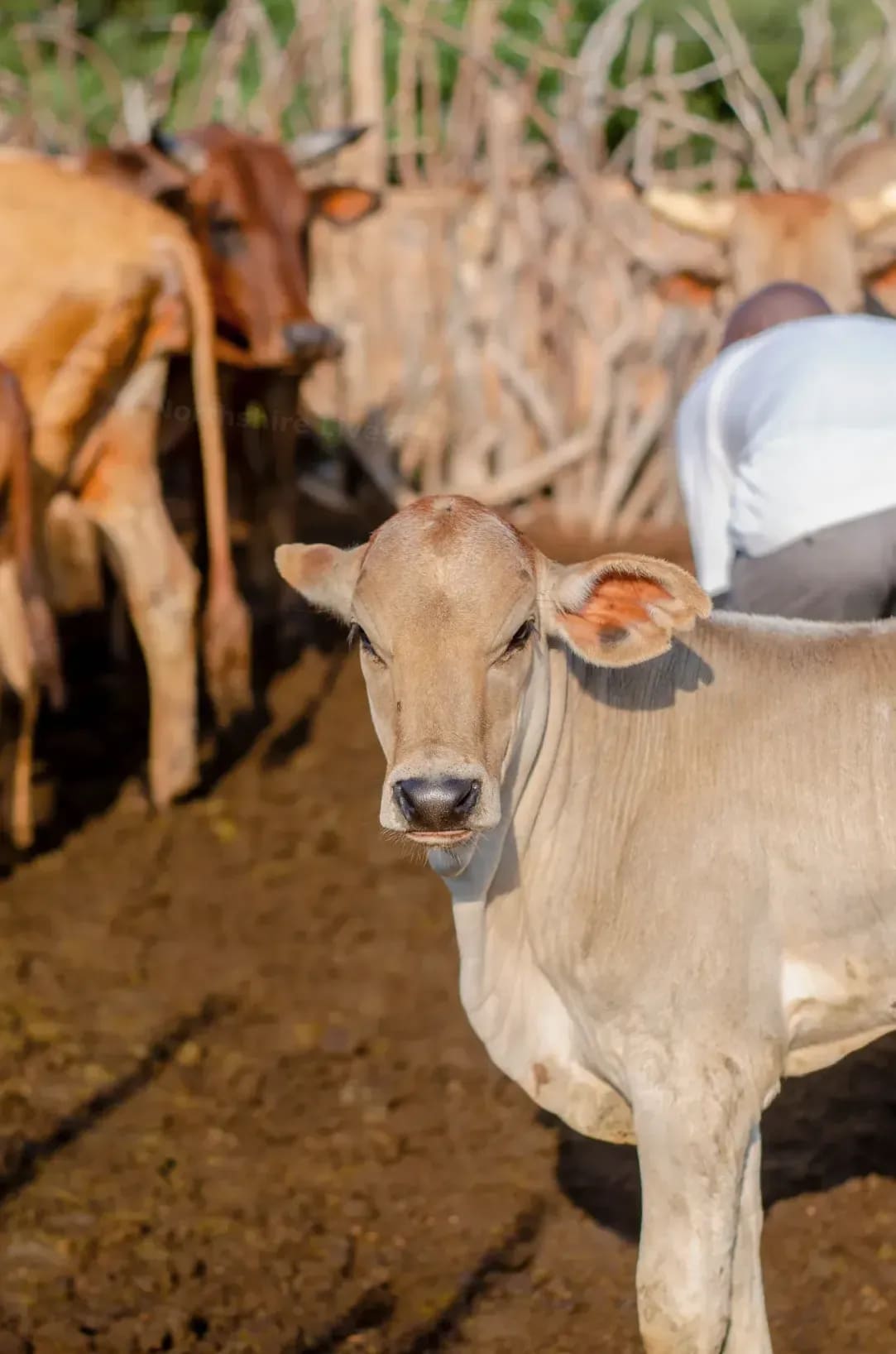 Northshire Livestock 2