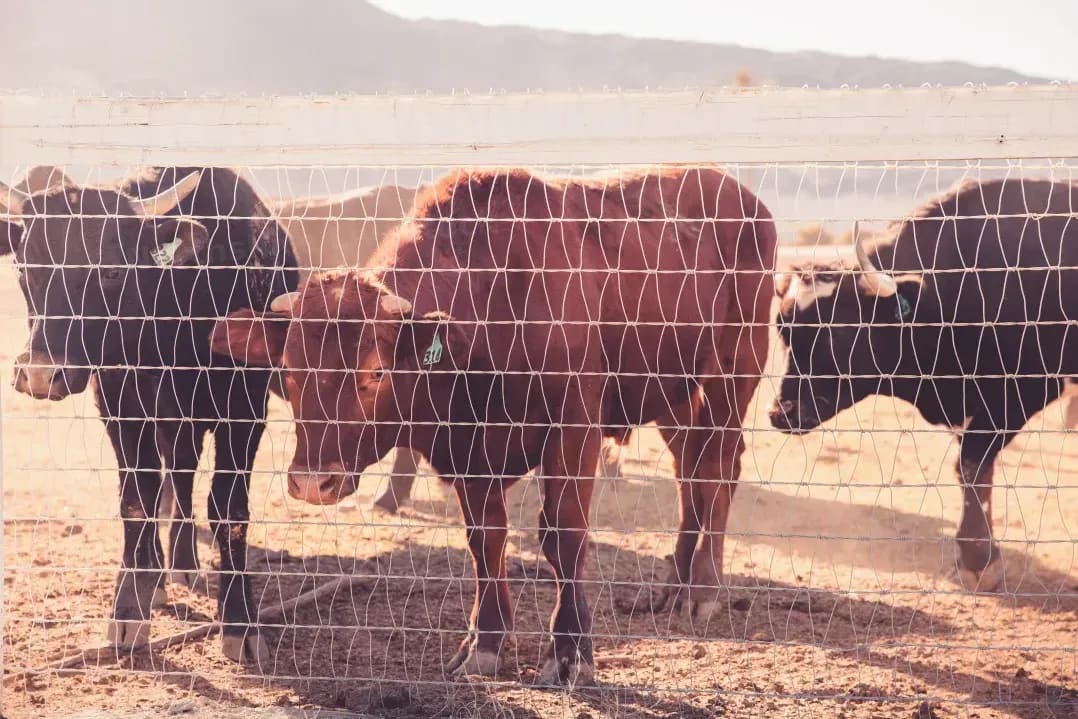 Northshire Livestock 3