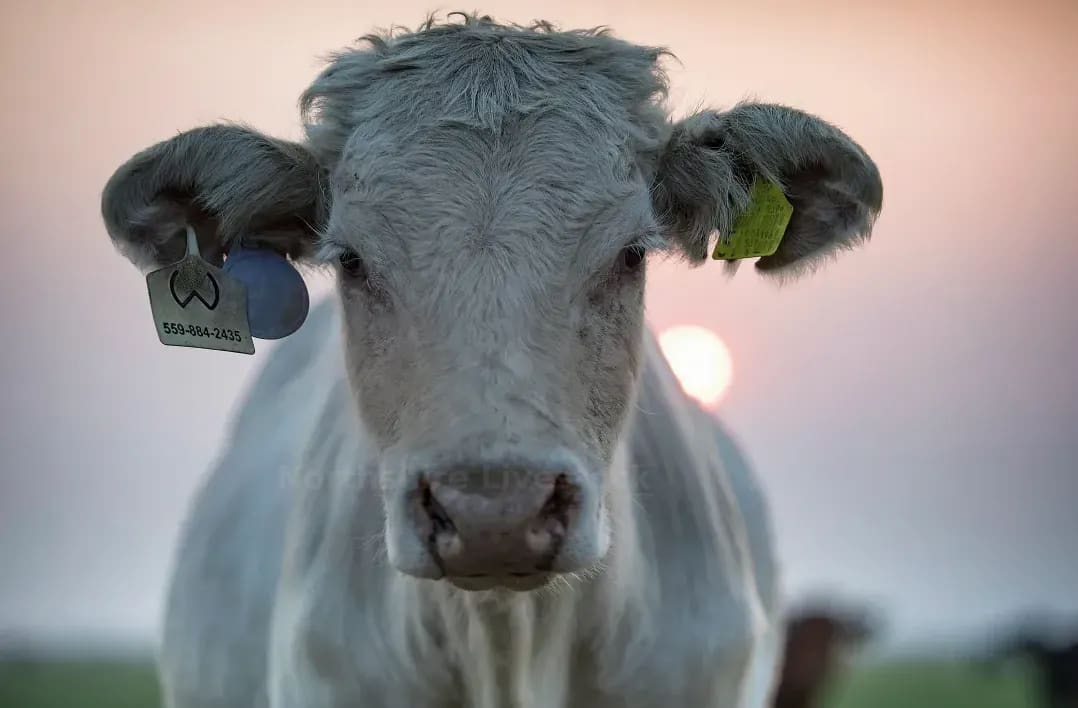 Northshire Livestock 4