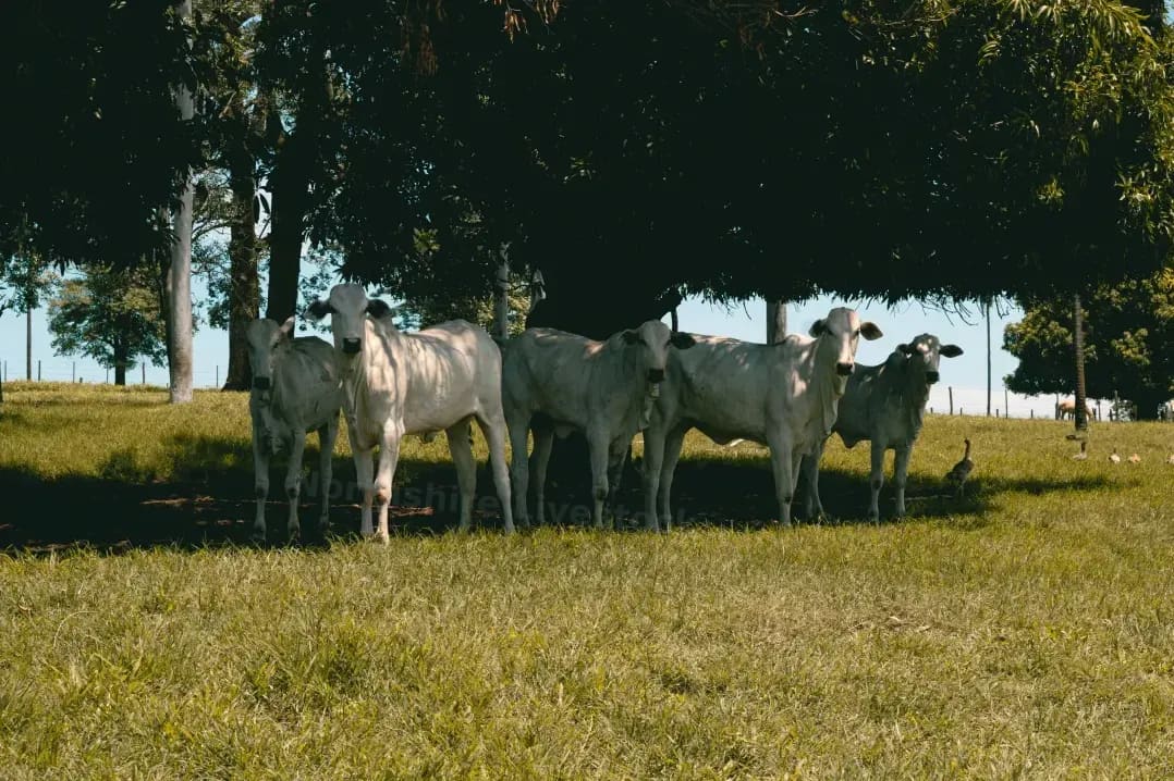 Northshire Livestock 8