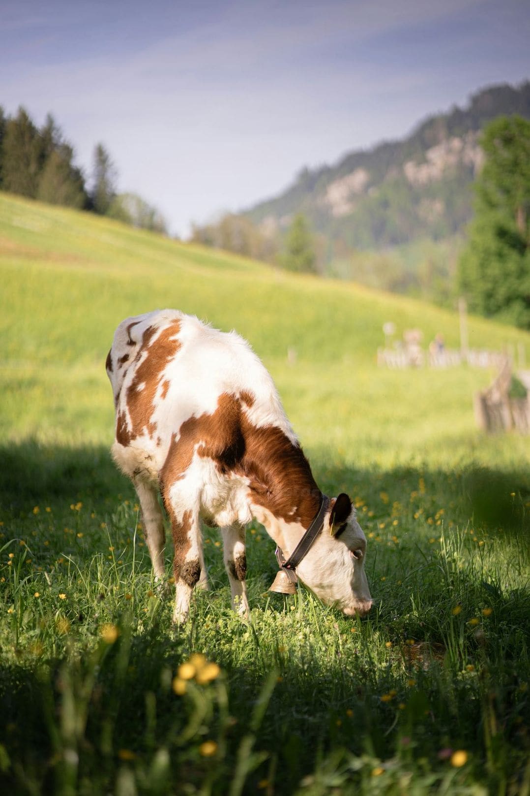 Animal transport coordination