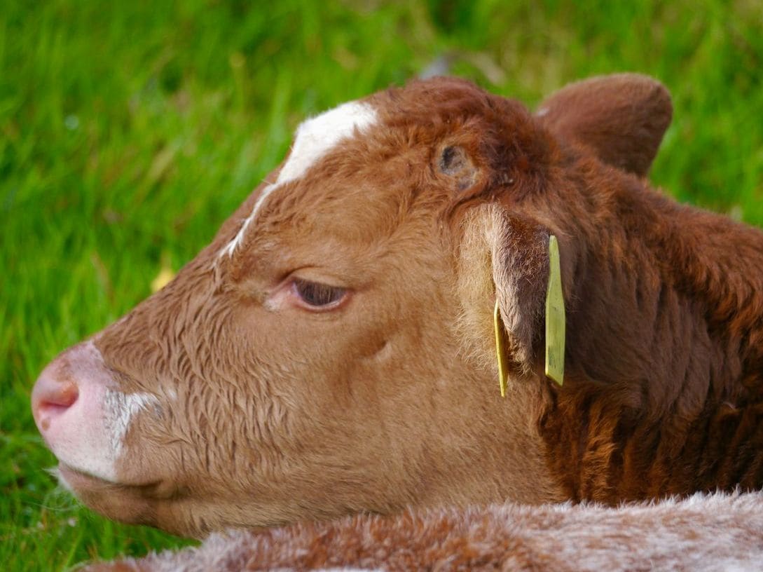 Farm supply and livestock equipment support